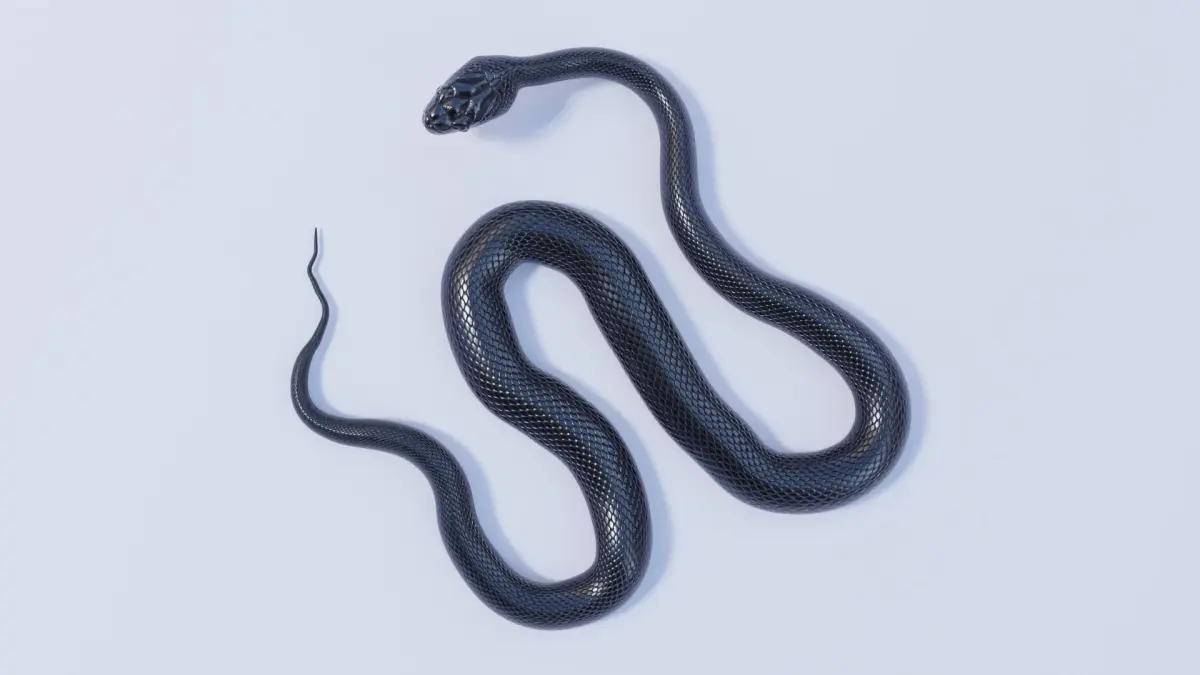 Rigged Black Rat Snake 3D model