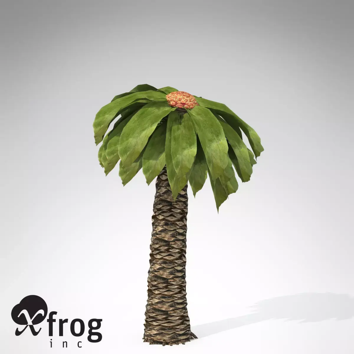 XfrogPlants Bjuvia 3D model