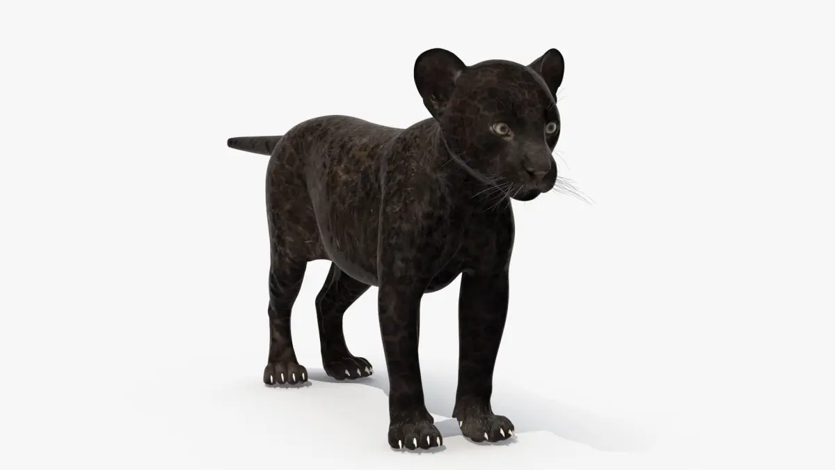 Panther Cub 3D model
