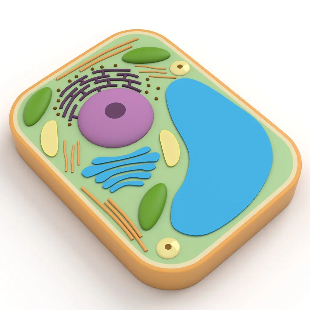 Plant Cell v2 3D model
