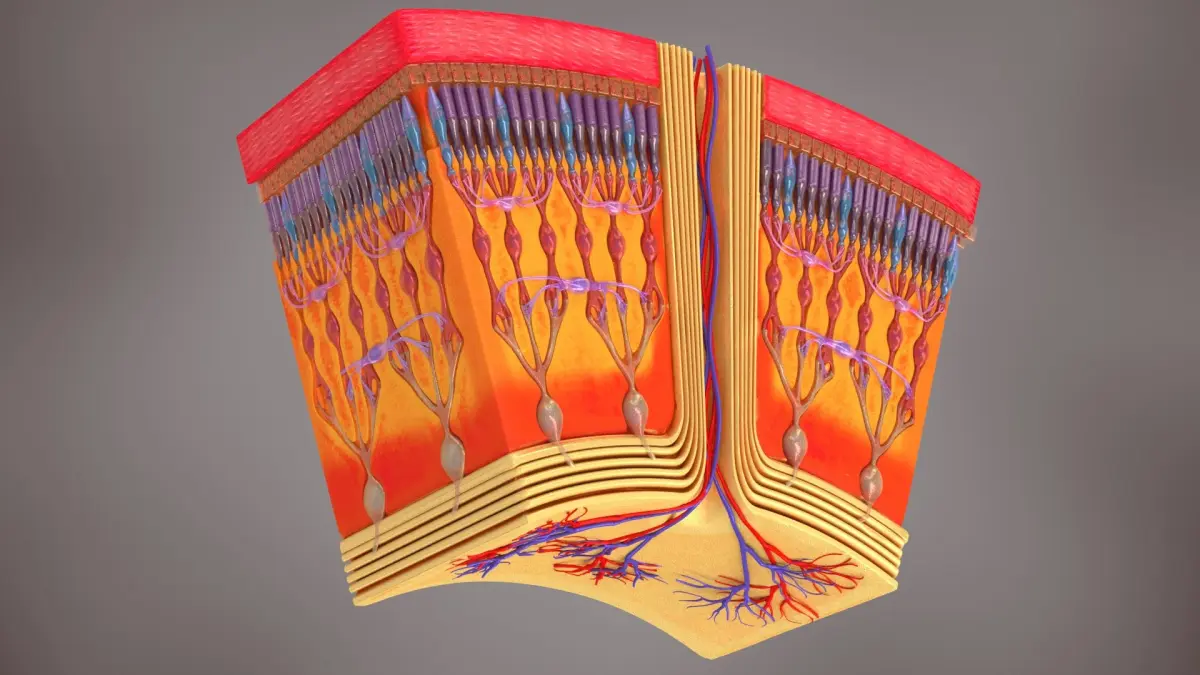 HD Retina in Cross Section 3D model
