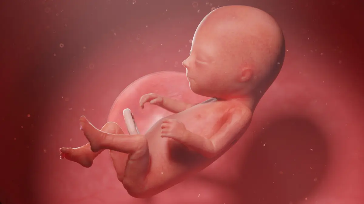 Fetus Week 14 Animated 3D model