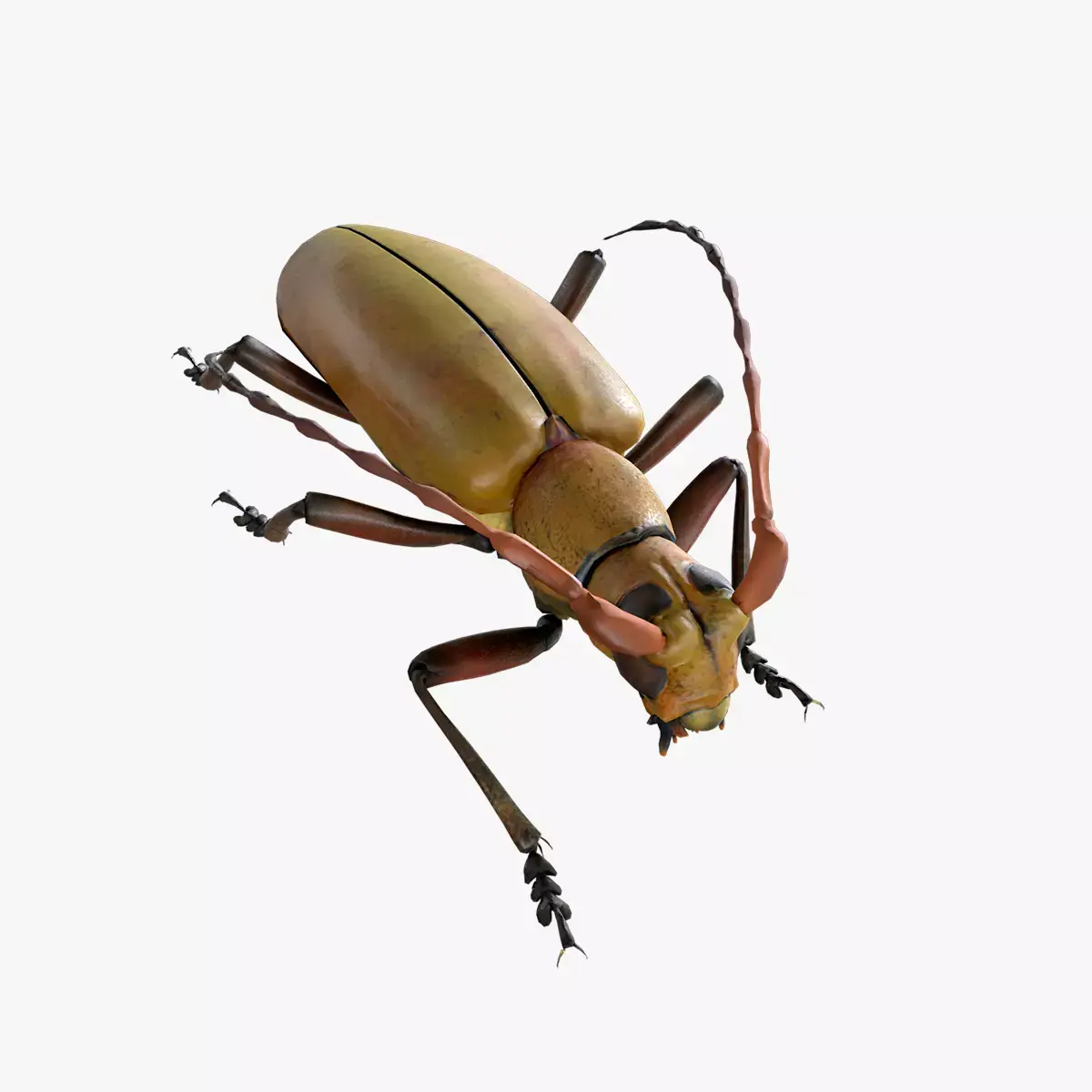 Longhorn Beetle Mantitheus Pekinensis Low-poly 3D model