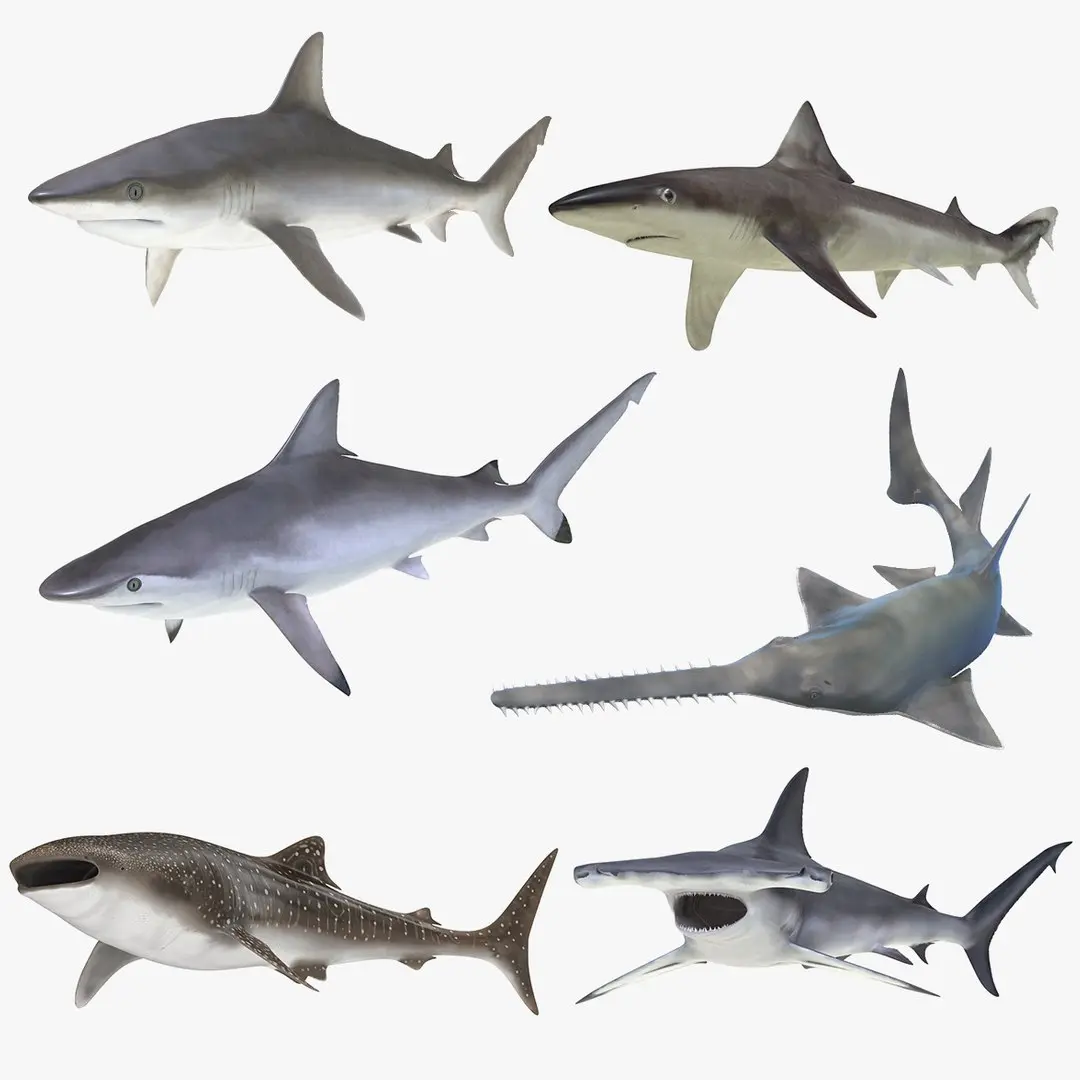 Rigged Sharks Collection 7 for Cinema 4D 3D model