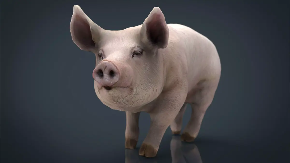 Realistic Pig Low-poly 3D model purchase