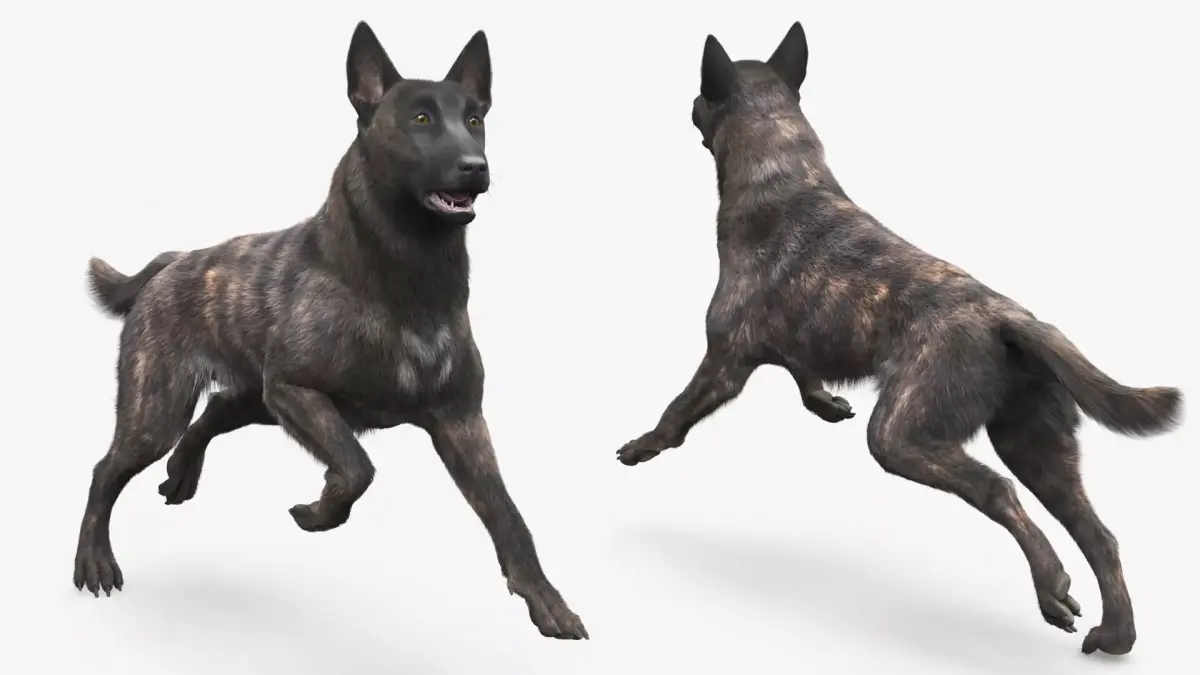 Agile Herding Dog Dutch Shepherd Running Fur 3D model purchase