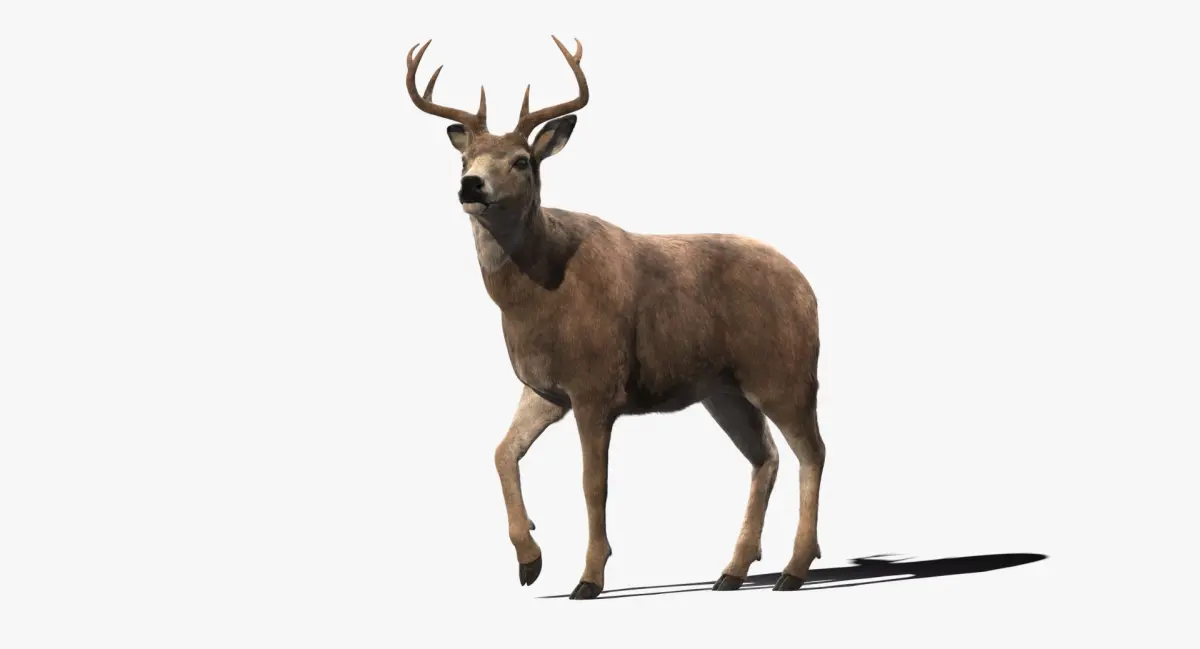 Deer Animated (Fur) 3D model