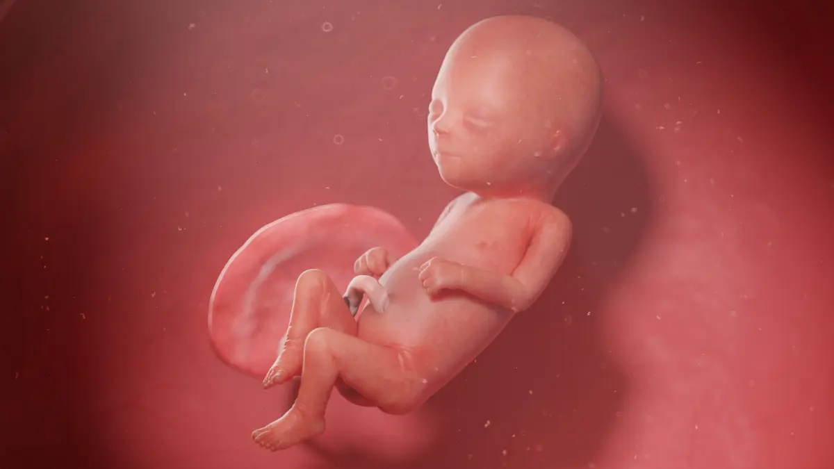 Fetus Week 16 Animated 3D model