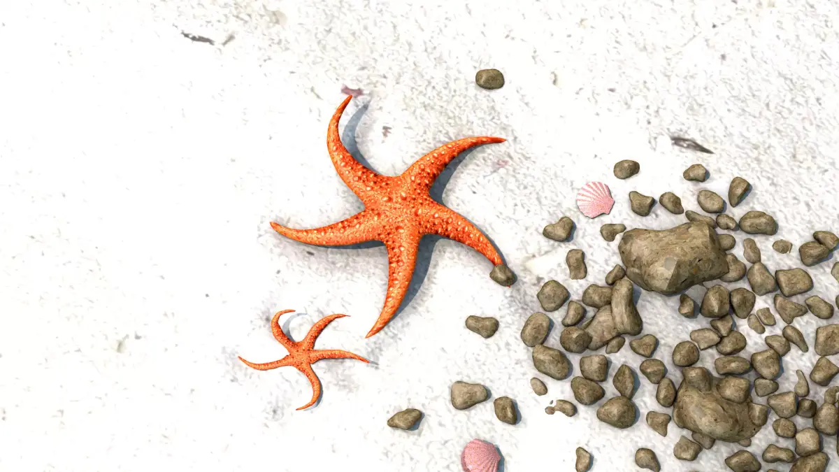 Starfish Two 3D model