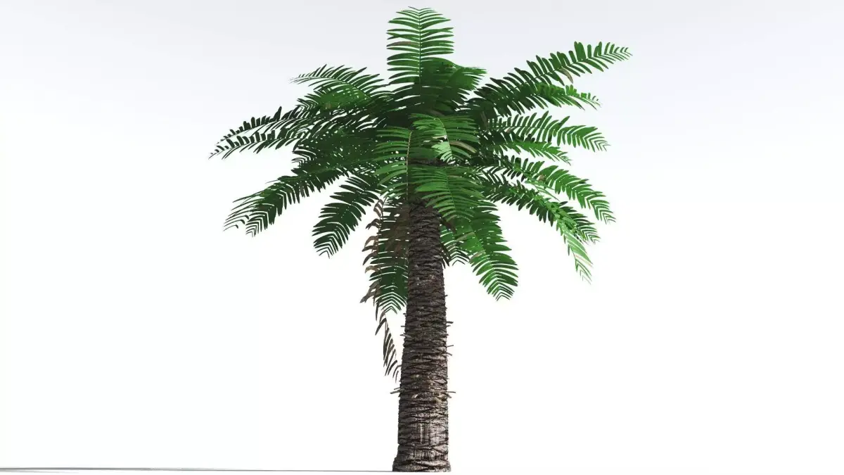 EVERYPlant Pseudoctnis Cycad 1 --12 Models-- 3D model
