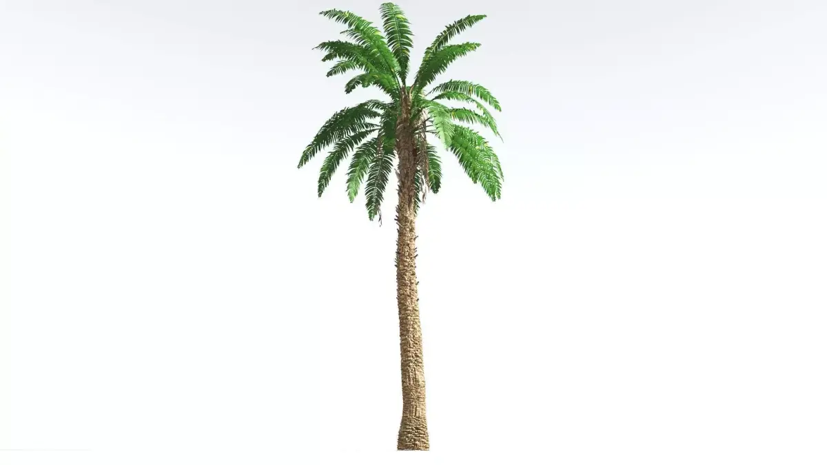 EVERYPlant African Oil Palm 3 --16 Models-- 3D model
