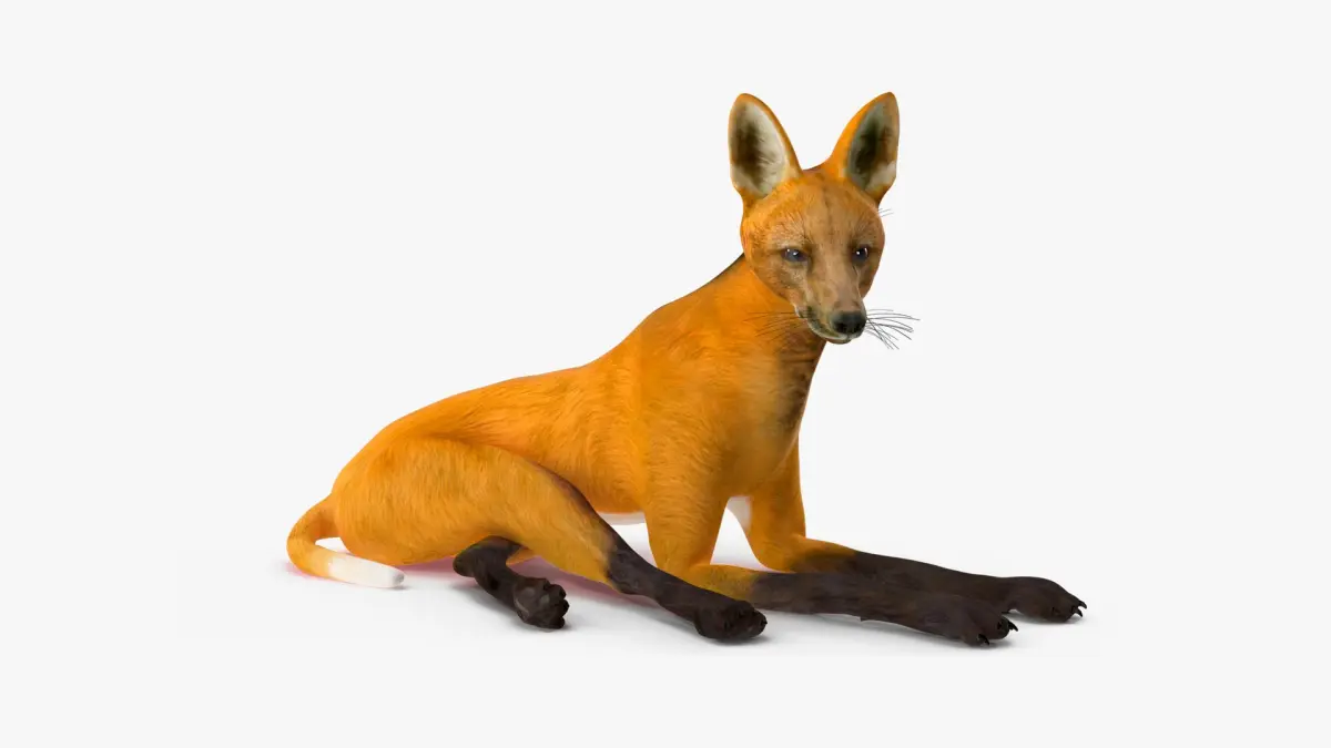 Chrysocyon Rigged for Maya 3D model
