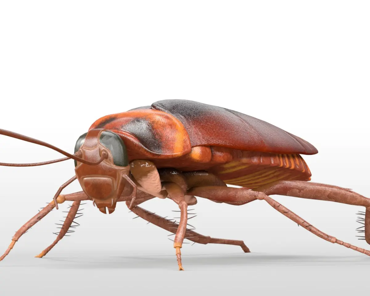 Cockroach Rigged 3D model purchase