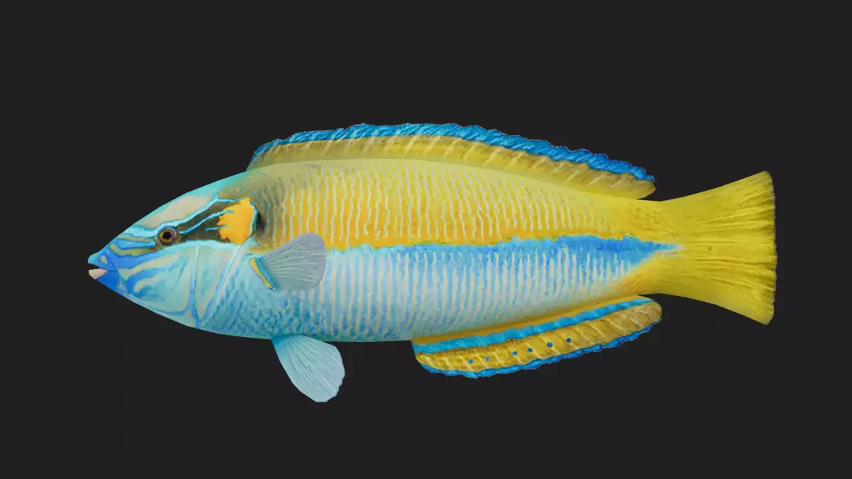 Wrasse Low-poly 3D model 3