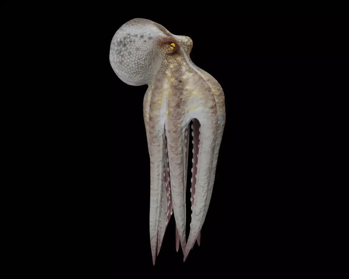 Animated Octopus 3D model purchase