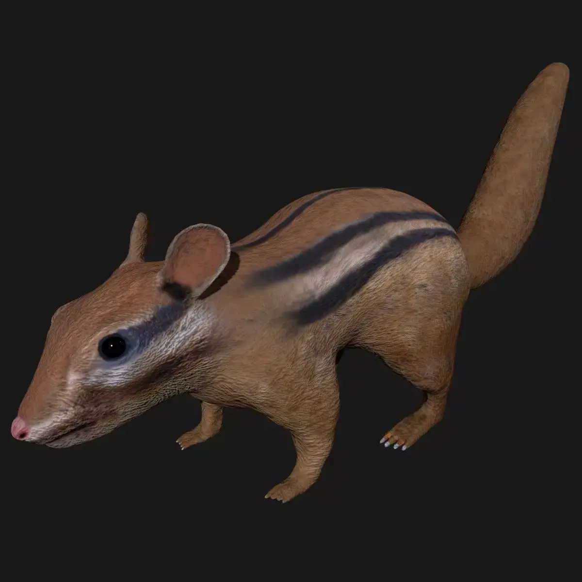 Chipmunk Indian Squirrel 3D model
