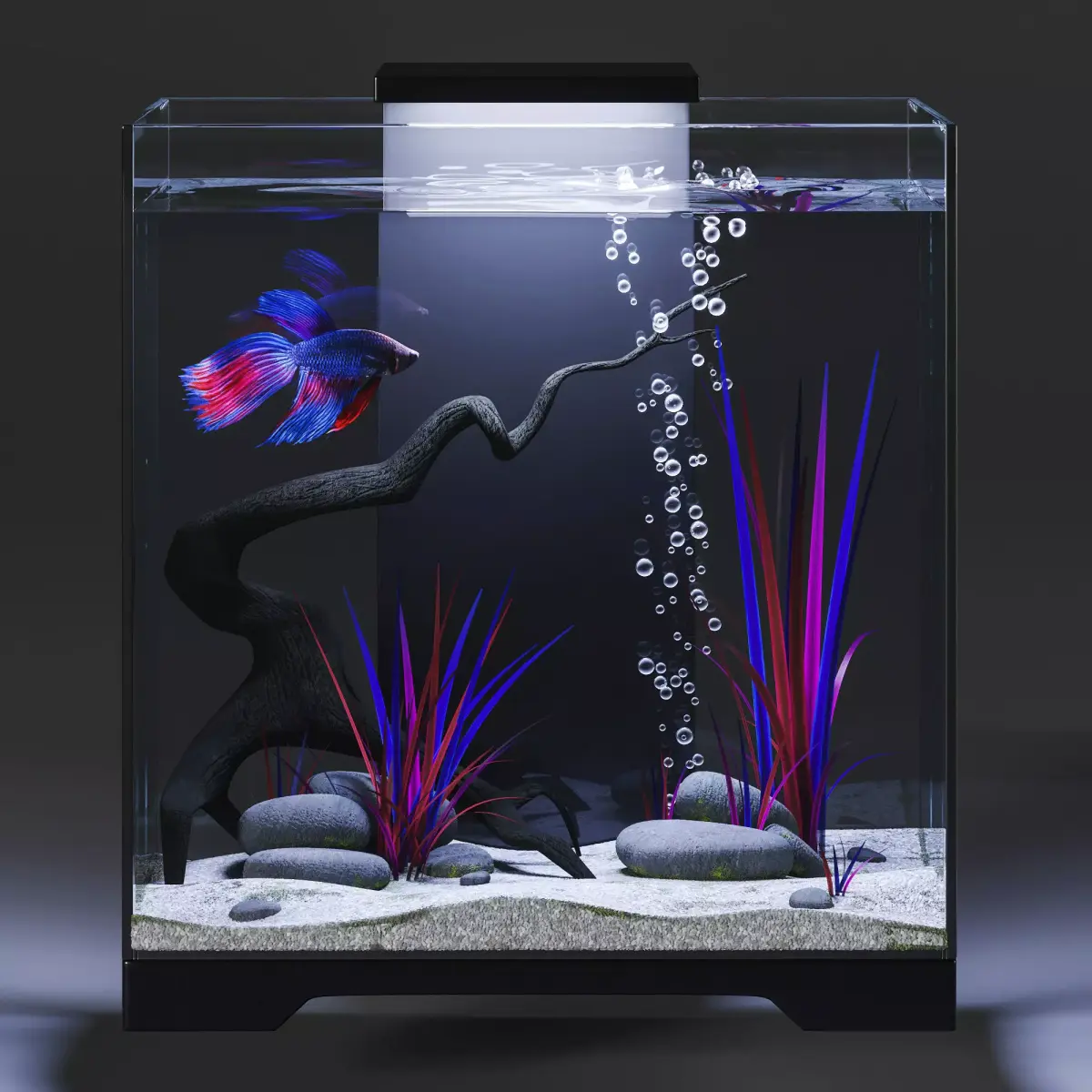 Aquarium with Siamese fighting fish 3D model