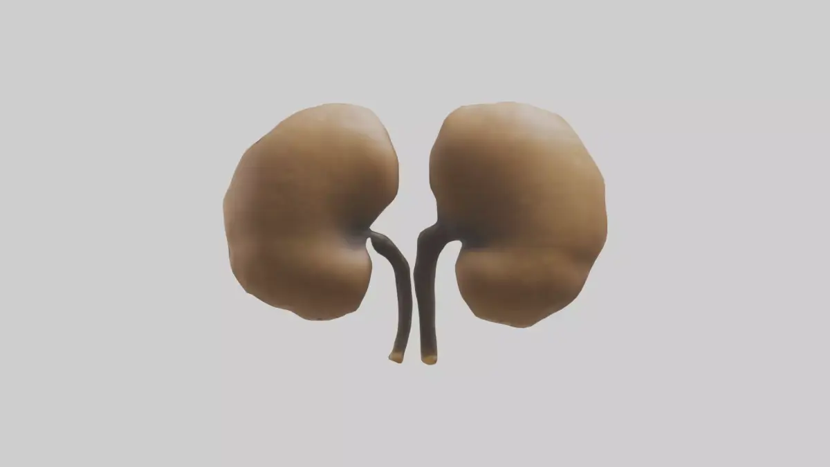 Cheetah Kidneys Low-poly 3D model