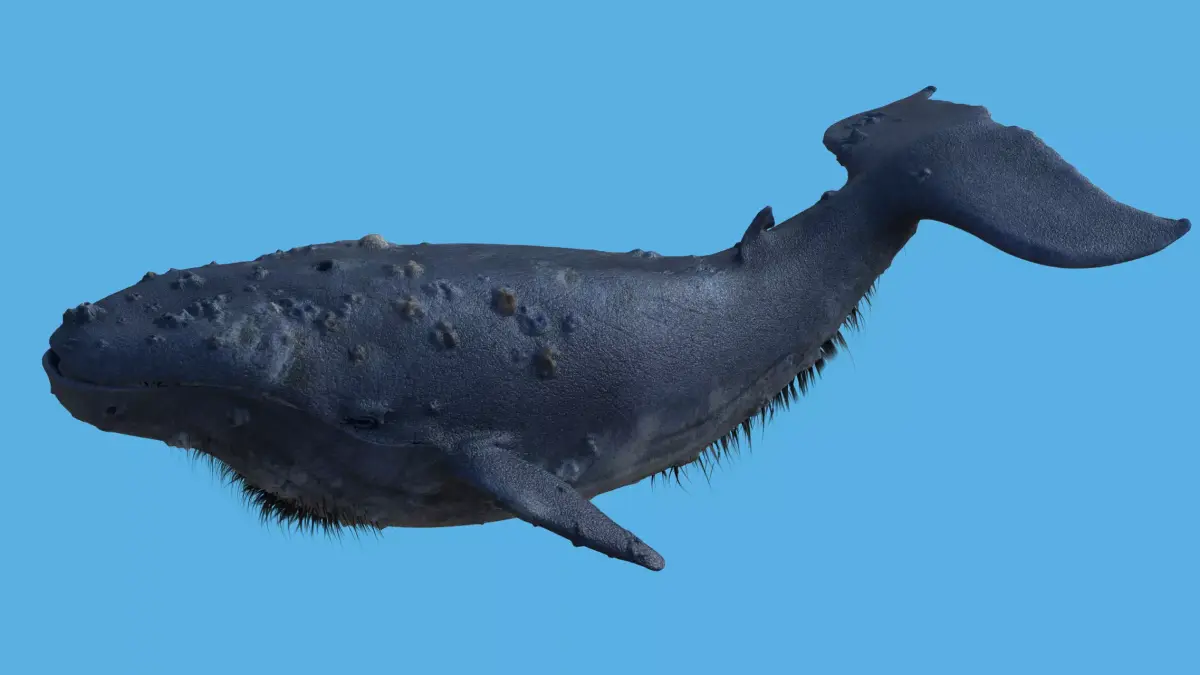 CGI Whale with option to add retractable birdlike wings Low-poly 3D model