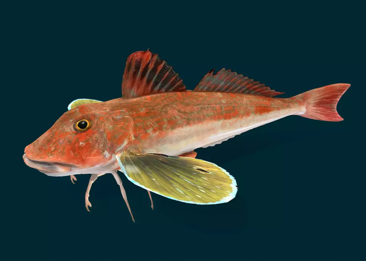 Spiny Red Gurnard Animated 3D model
