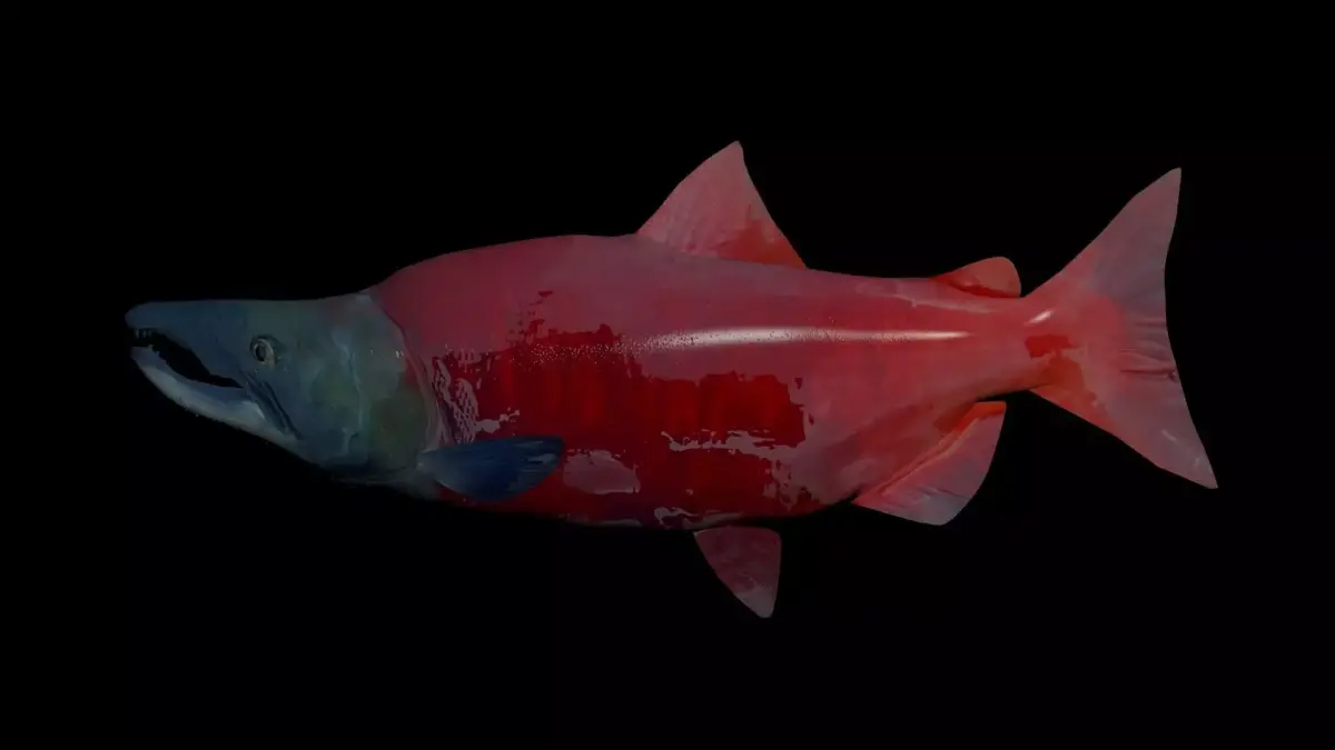 Sockeye Salmon 3D model