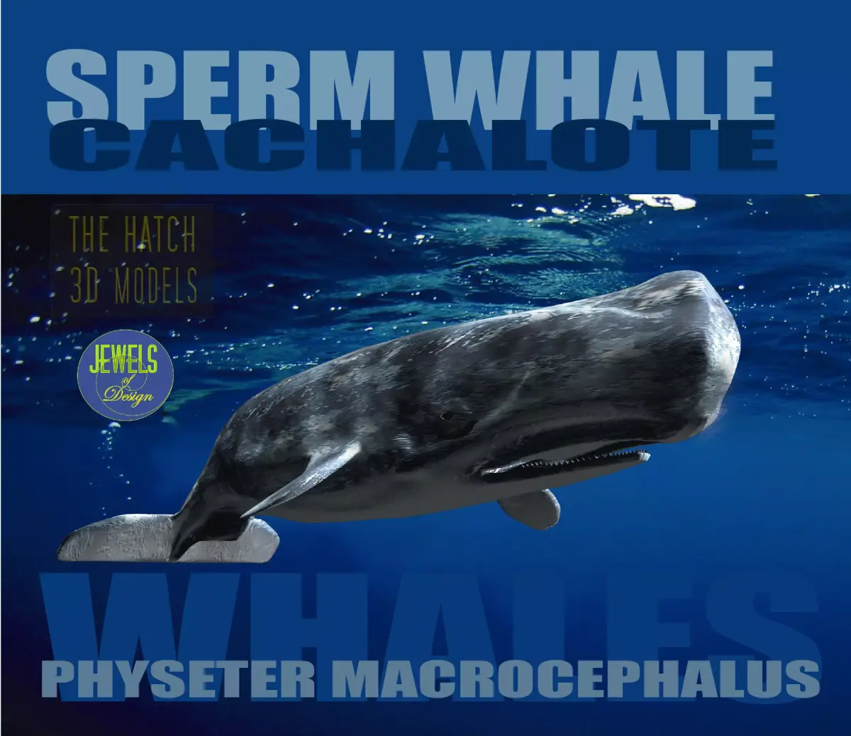 Sperm Whale 3D model purchase