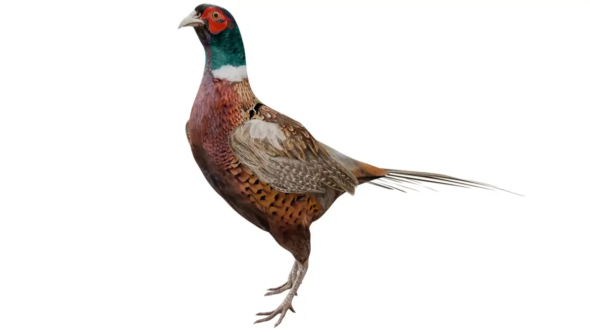 Pheasant 3D model purchase