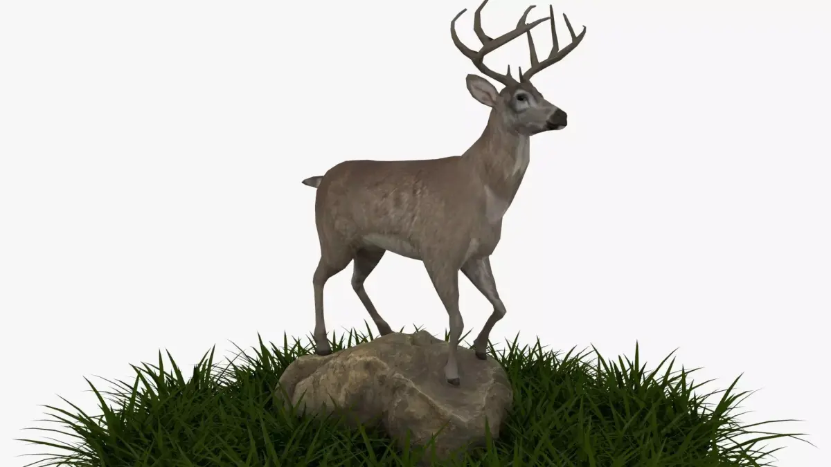 white tailed deer 3D model
