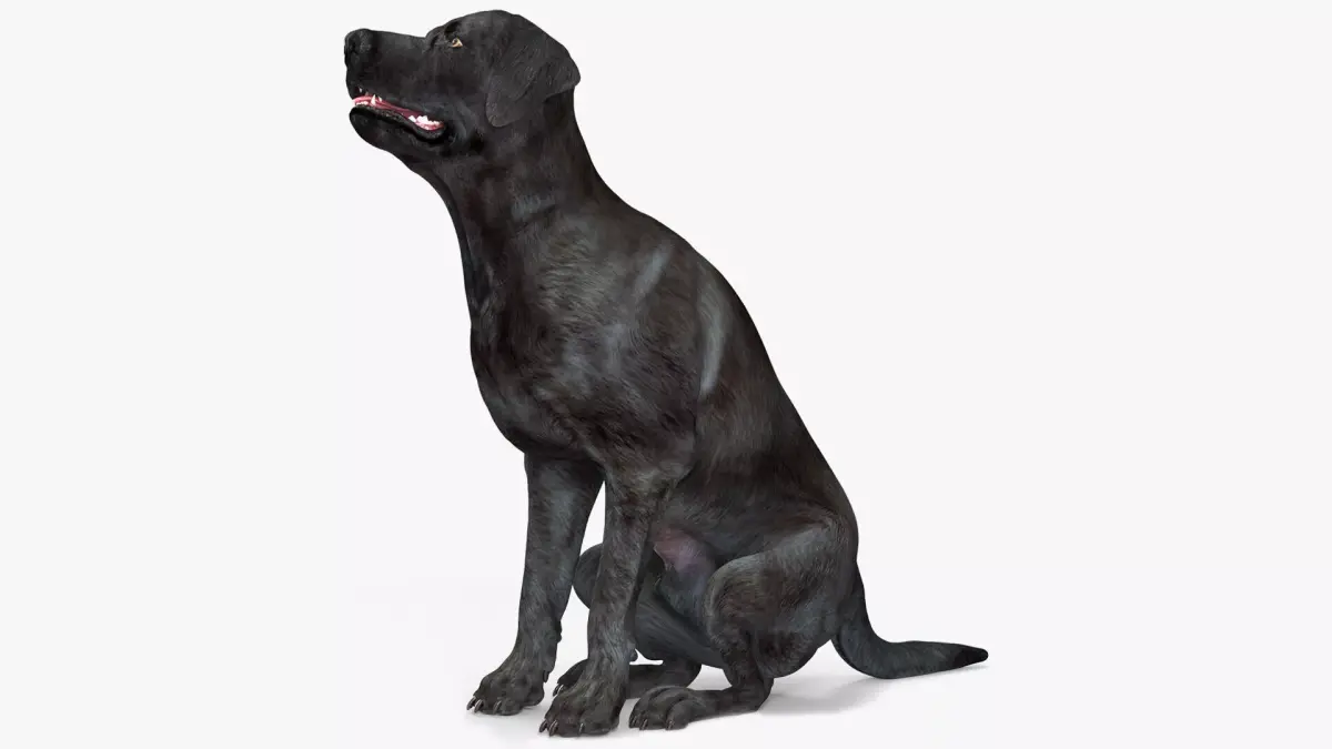 Black Begging Labrador Dog Animated Rigged for Maya 3D model