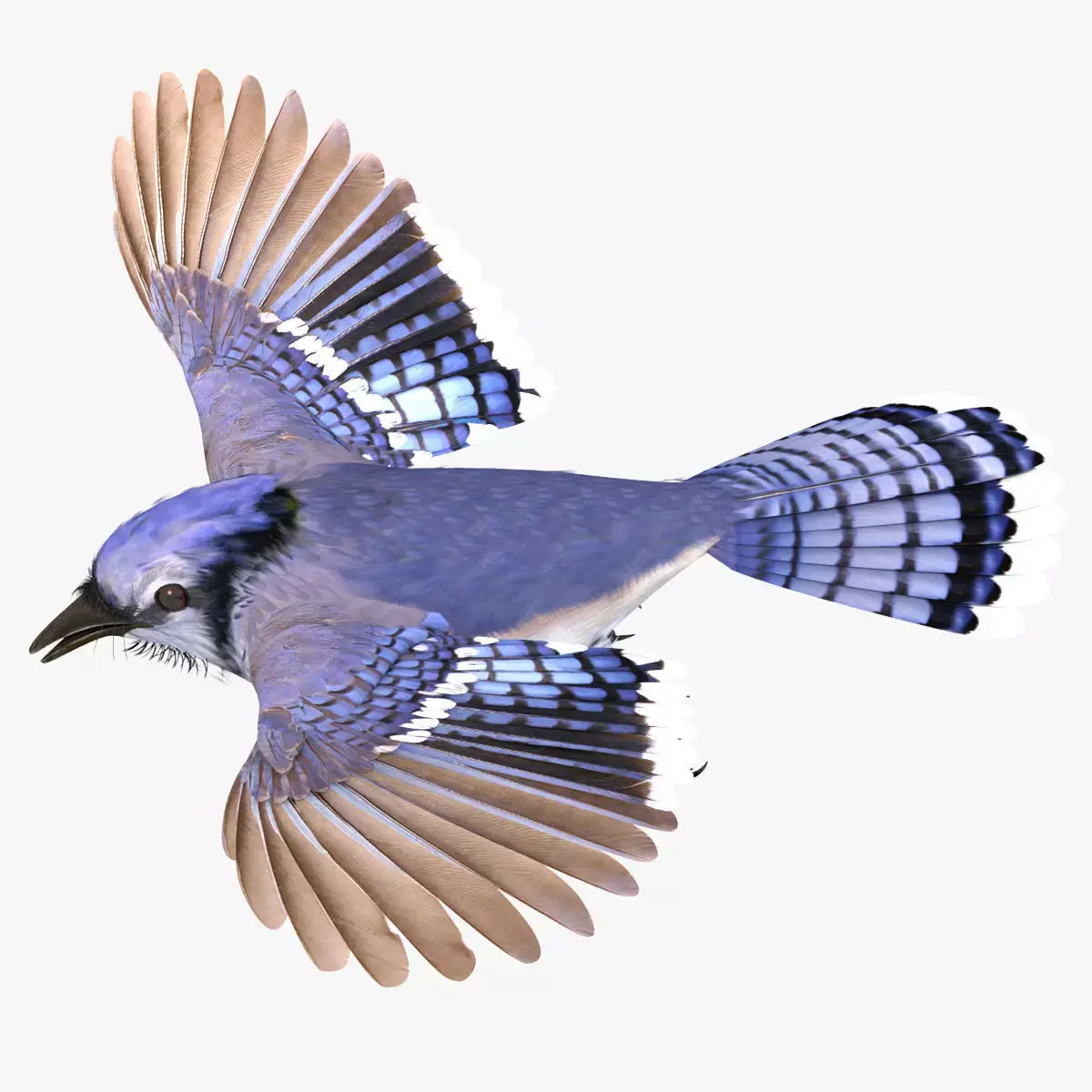 Bluejay jay in flight 3D model