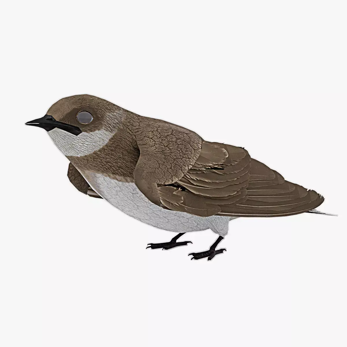 Detailed 3D Model of a Bank Swallow bird Low-poly 3D model