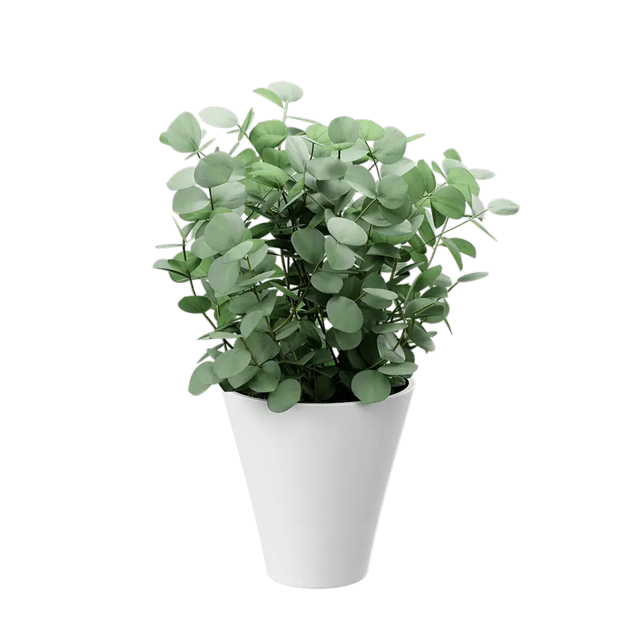  Young Silver Dollar Eucalyptus Plant Potted Plant Model  buy