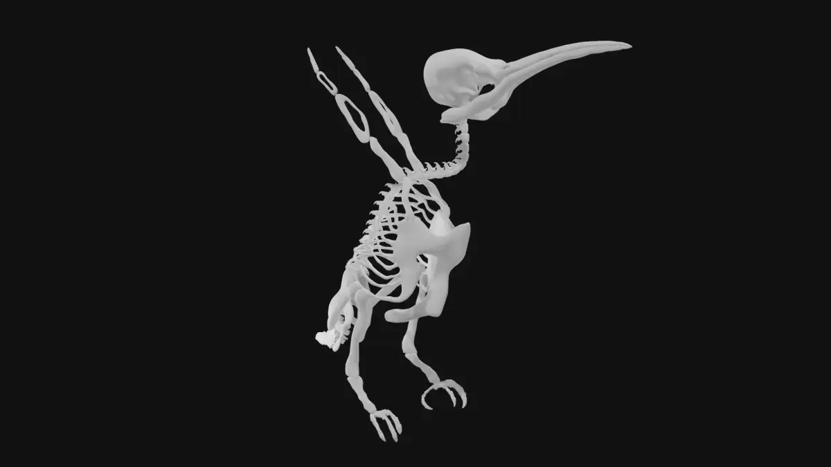 Hummingbird skeleton 3D model
