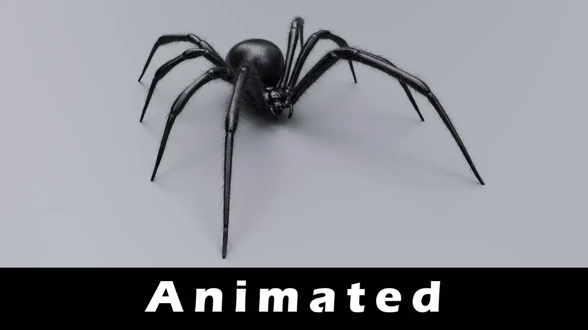 Black Widow Spider Low-poly 3D model purchase