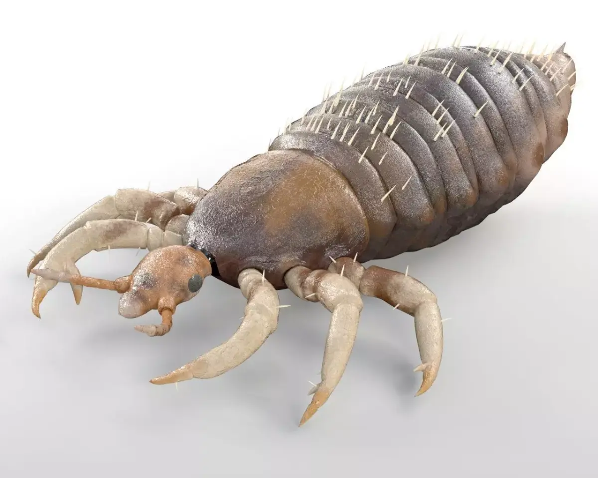 Louse insect Low-poly 3D model