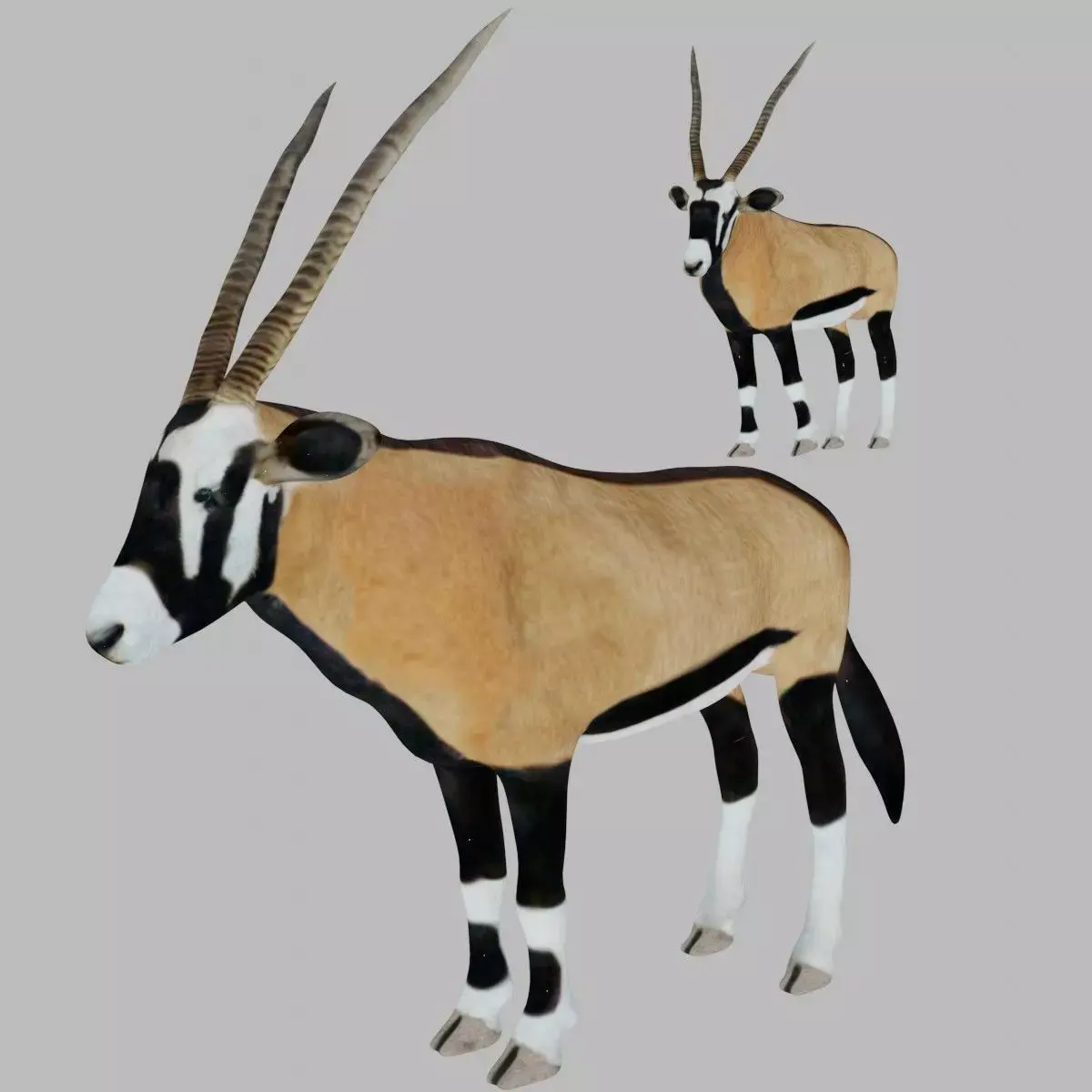 Oryx Antelope Low-poly 3D model