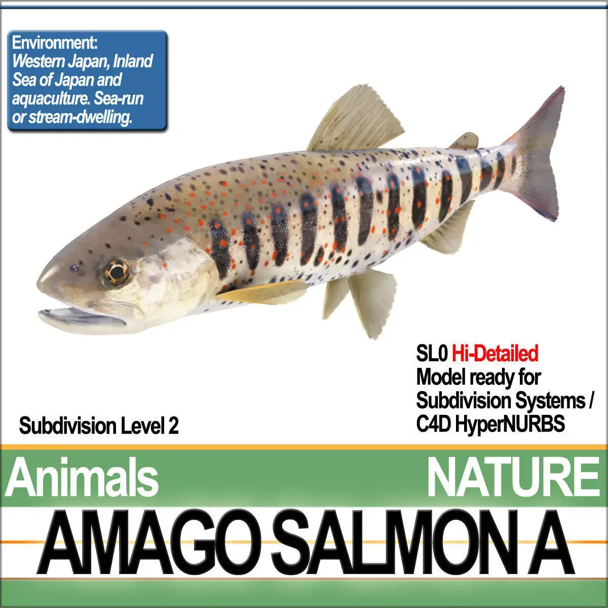 Amago Salmon A 3D model