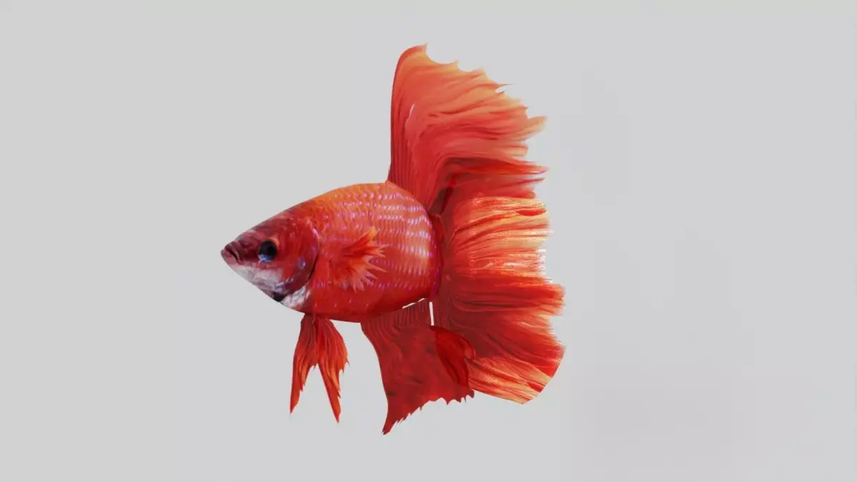 Betta Fish 3D model order