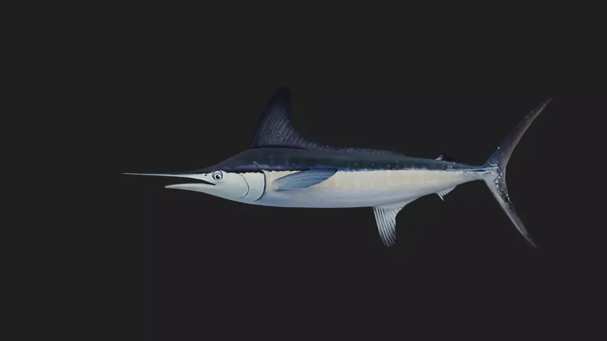 Marlin Low-poly 3D model purchase