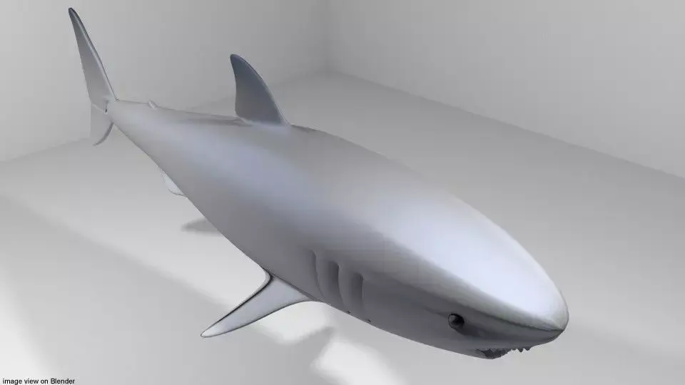Shark - Great White 3D model
