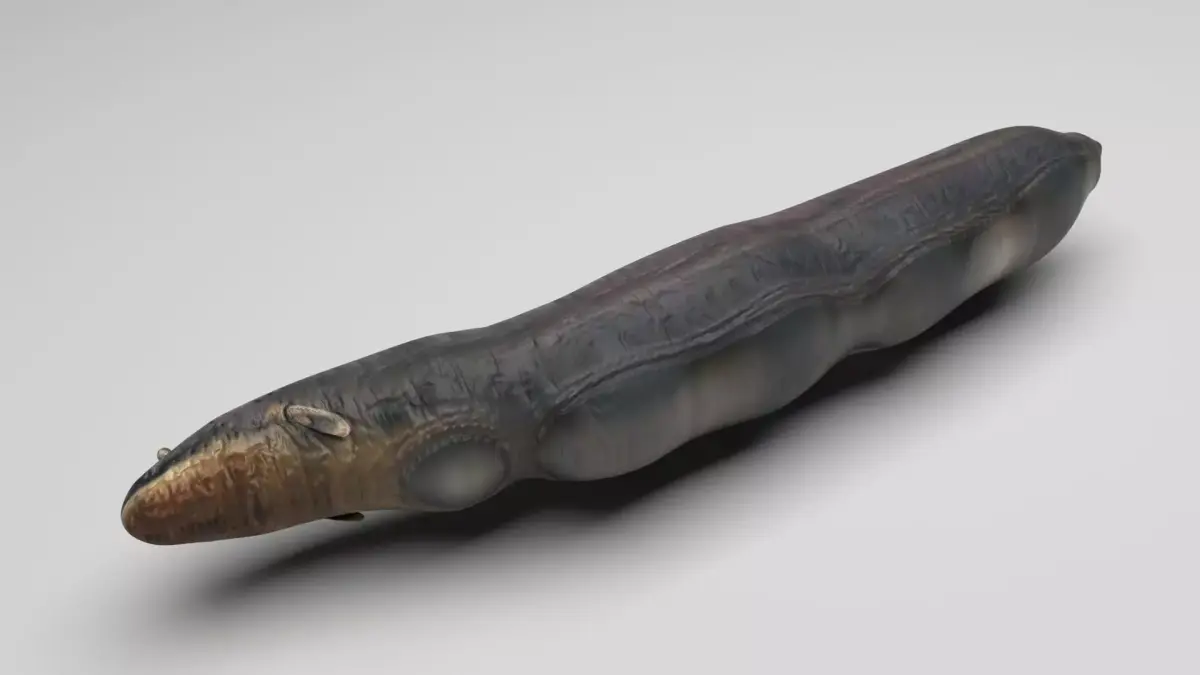 Electric Eel 3D model