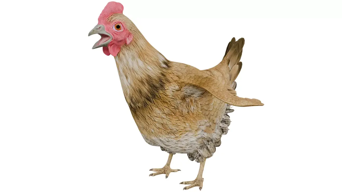 Chicken 3D model buy