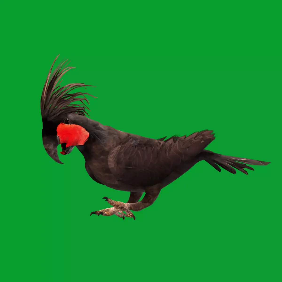 Black Palm Cockatoo Bird Low-poly 3D model