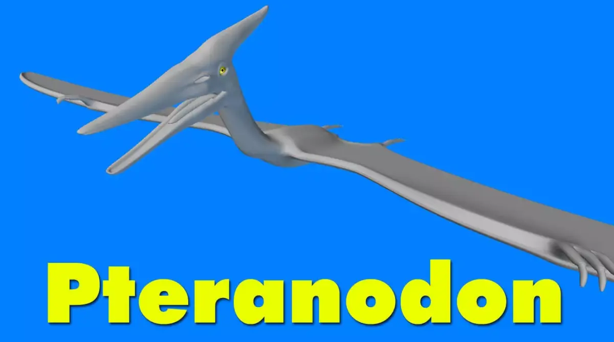 Pteranodon dinosaur flying 3D model