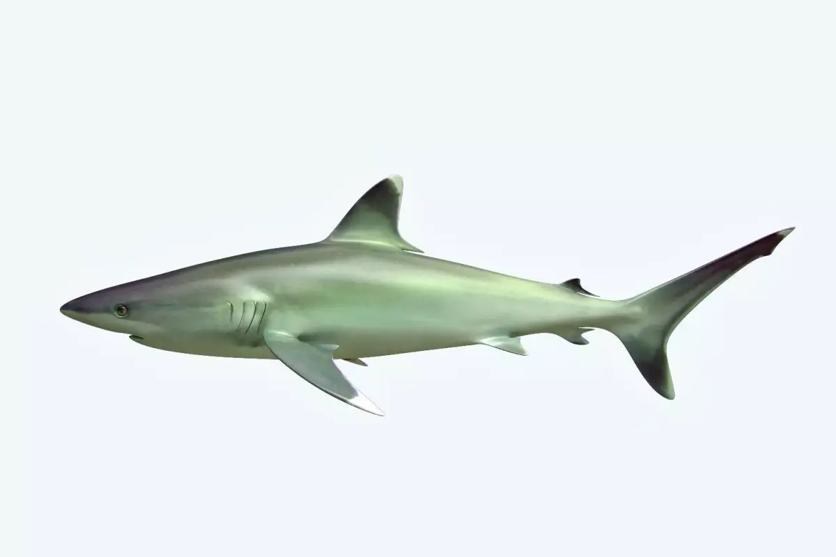 Silver Reef Shark 3D model