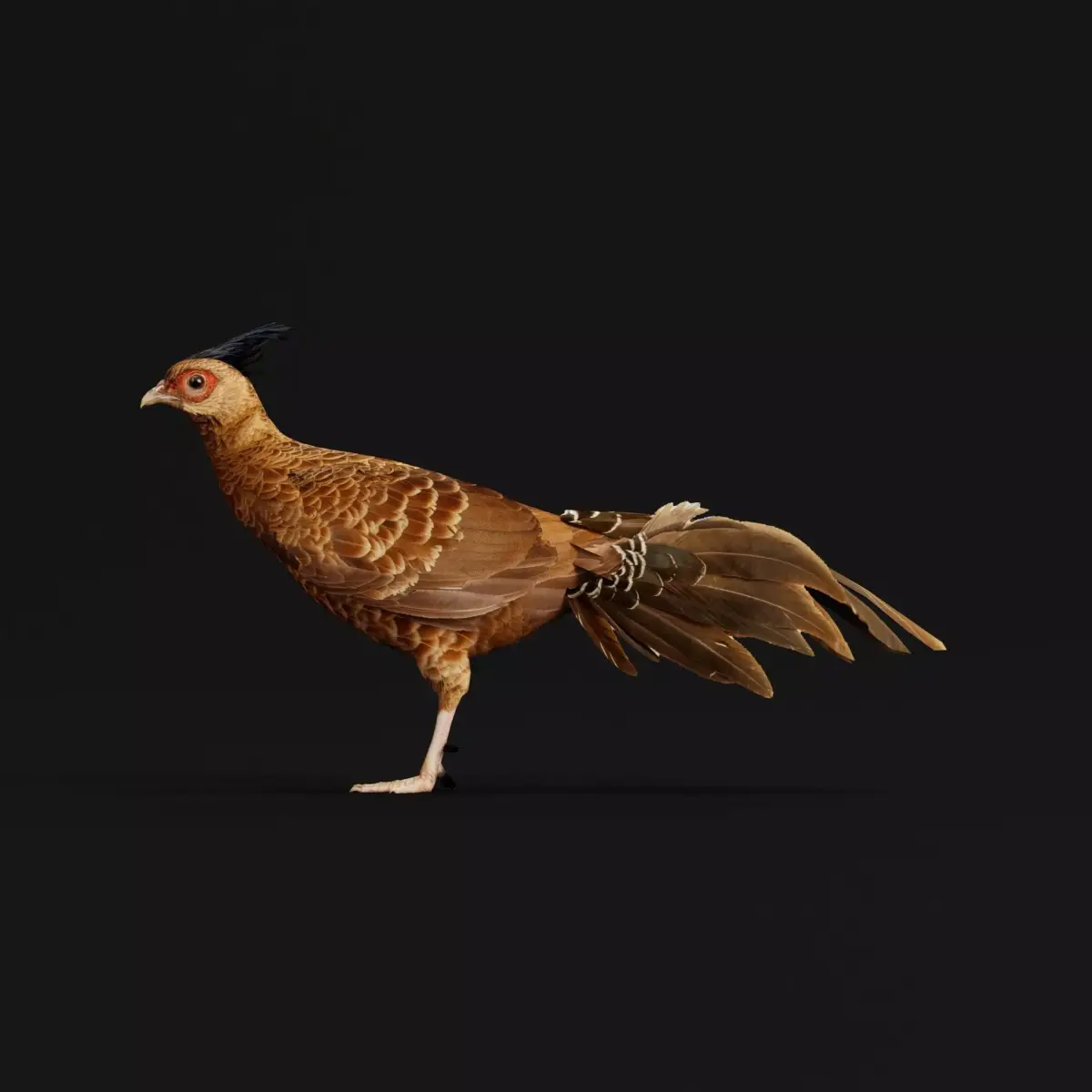 Nepal Kalij Pheasant Bird Low-poly 3D model