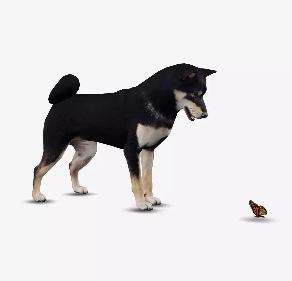 Dog Shiba Inu Low-poly 3D model