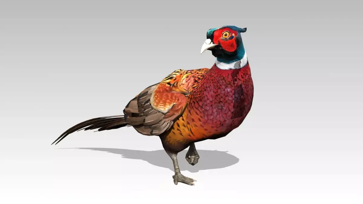 Pheasant Low-poly 3D model