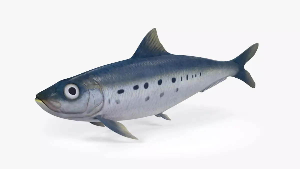 Sardine Fish Low-poly 3D model purchase