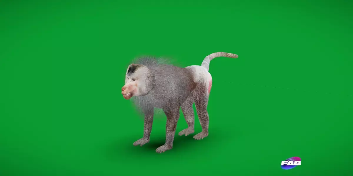 Hamadryas Baboon Monkey Free 3D model